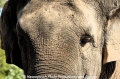 Elefant 23-Art.jpg