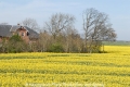 Nordfriesland-Rapsfeld 150407-03.jpg