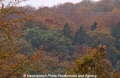 Herbstwald 271004-2.jpg