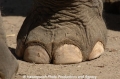 Elefant 24.jpg