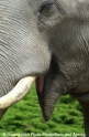 Elefant 09.jpg