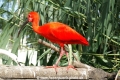 Roter Ibis (KB-D090507-04).jpg
