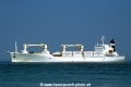 Atlantic Hollyhock (K2005-MS).jpg