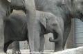 Elefanten 100807-04.jpg