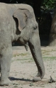 Elefant 18.jpg