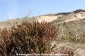 Sylt-Landschaftsimpression 150407-14.jpg