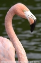 Flamingo 905-03.jpg