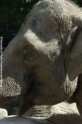 Elefant 16.jpg