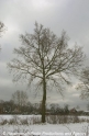 Baum im Schnee-02.jpg