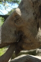 Elefant 11.jpg