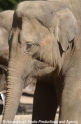 Elefant 01.jpg