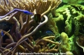 Aquarium-3.jpg