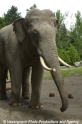 Elefant 07.jpg
