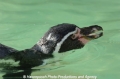 Pinguin 905-4.jpg