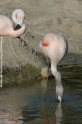 Flamingo 905-06.jpg