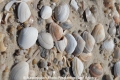 Muscheln-Nordseestrand 150407-03.jpg