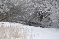 Winterimpression-Natur CS-30110-01.jpg