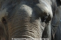 Elefant 15.jpg