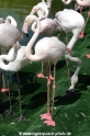 Flamingo (KB-D090507-02).jpg