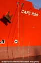Cape Bird Bugdetail 51103.jpg