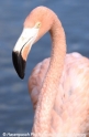 Flamingo 905-04.jpg