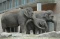Elefanten 100807-03.jpg