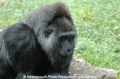 Gorilla 100807-03.jpg