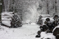 Winter im Wald OA-24308-2.jpg
