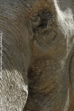 Elefant 13.jpg