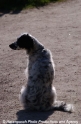 Hund 17504-8.jpg