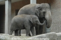 Elefanten 100807-01.jpg