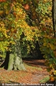 Herbstweg 291008.jpg