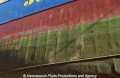 Rumpfbewuchs 111002.jpg