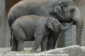 Elefanten 100807-02.jpg