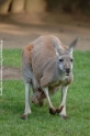 Kanguru 905-08.jpg