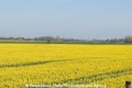 Nordfriesland-Rapsfeld 150407-05.jpg