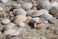 Muscheln-Nordseestrand 150407-05.jpg