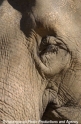 Elefant 03.jpg