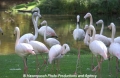 Flamingo 905-10.jpg