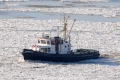 Kormoran 040212.jpg