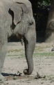 Elefant 17.jpg