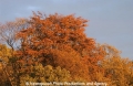 Herbstbaeume 271003.jpg