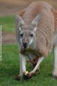 Kanguru 905-07.jpg