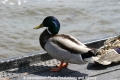 Ente 16504-AW.jpg