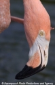 Flamingo 905-02.jpg