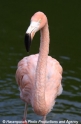 Flamingo 905-01.jpg