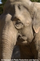 Elefant 02.jpg