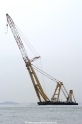 Asian Hercules OS-281107-01.jpg