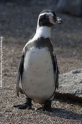 Pinguin 905-8.jpg