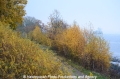 Herbstimpression 121112-08.jpg